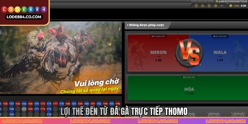 Lợi thế đến từ Đá gà trực tiếp Thomo