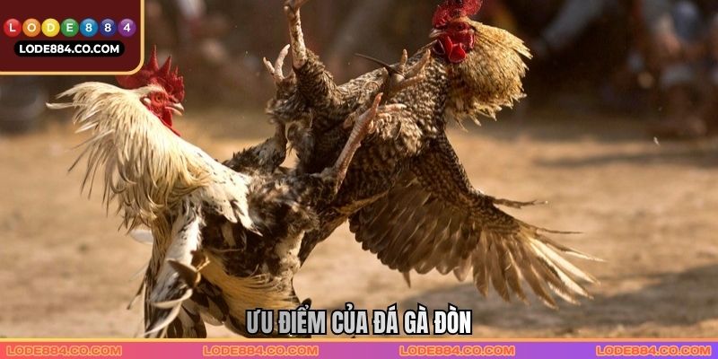 Ưu điểm của Đá gà đòn