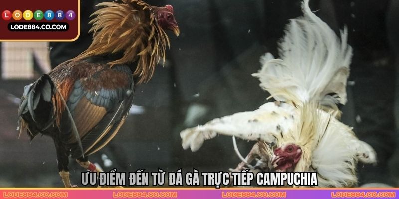 Ưu điểm đến từ Đá gà trực tiếp Campuchia